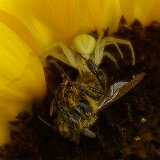 spinne gelb2
